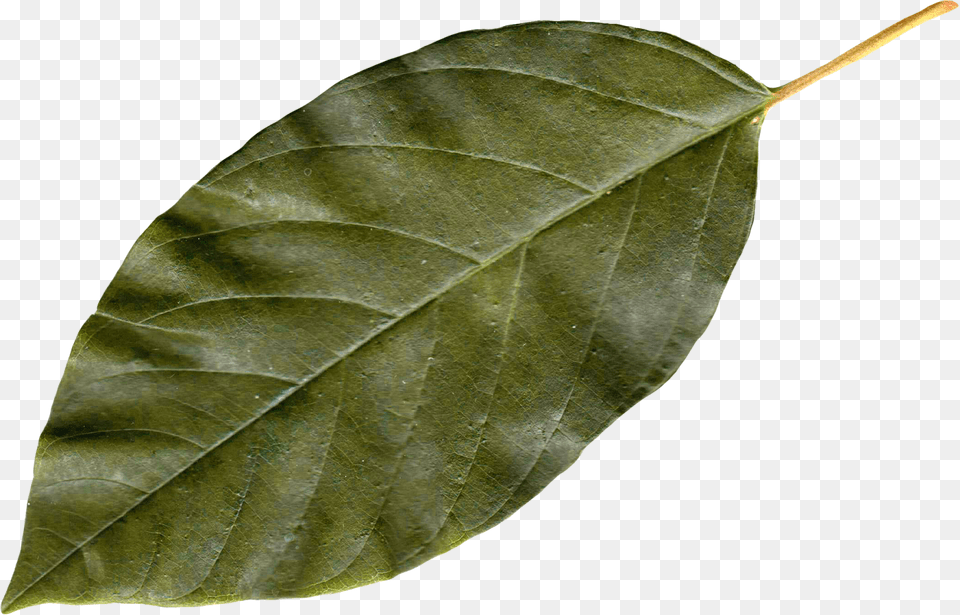 Autumn Leaves, Leaf, Plant, Tree Free Transparent Png