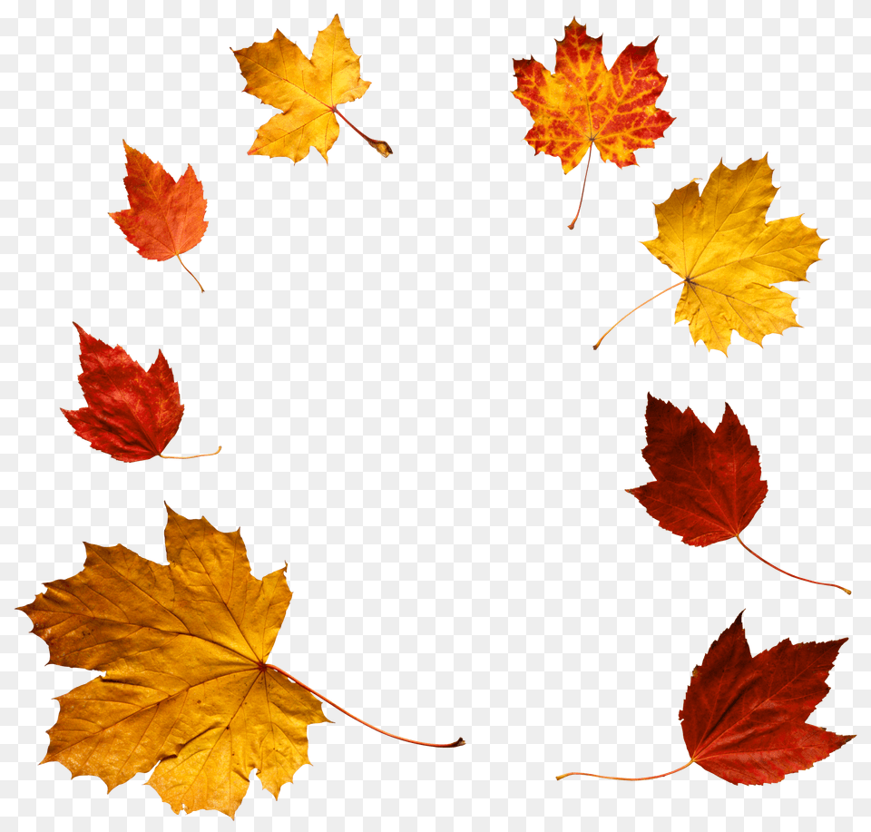 Autumn Leaves, Leaf, Plant, Tree, Maple Free Png