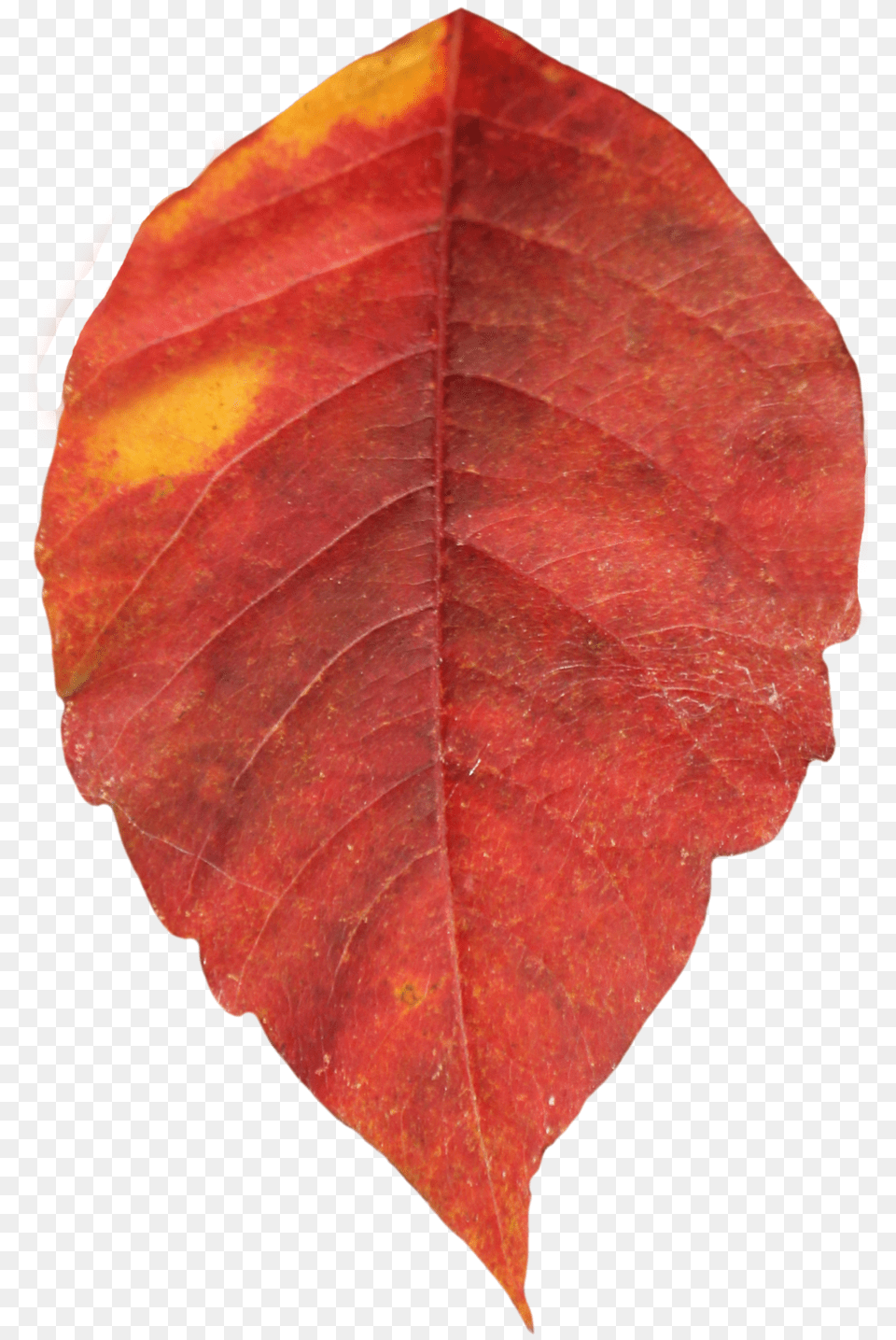Autumn Leaves, Leaf, Plant, Tree Free Png