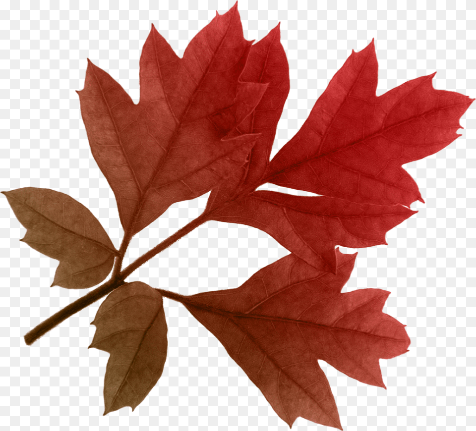 Autumn Leaves, Leaf, Plant, Tree, Maple Free Transparent Png