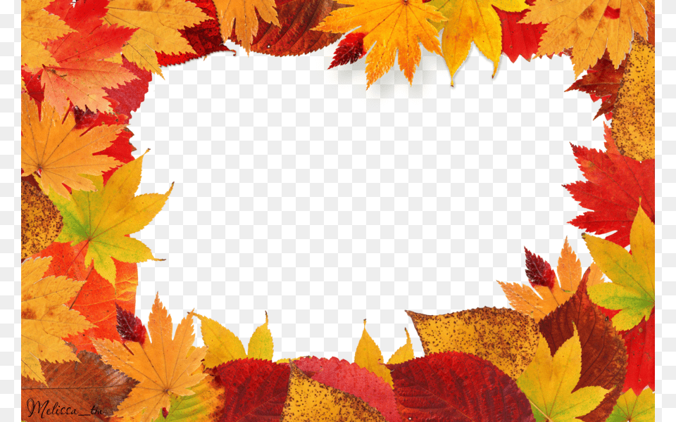 Autumn Leaves, Leaf, Maple, Plant, Tree Free Transparent Png