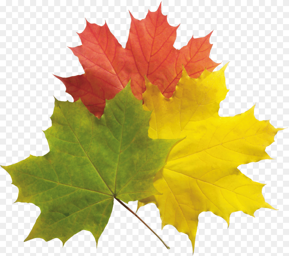 Autumn Leaves Free Transparent Png