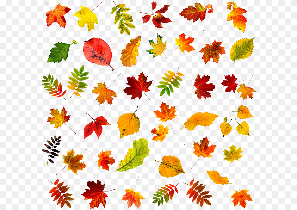 Autumn Leaves, Leaf, Plant, Tree, Maple Png Image