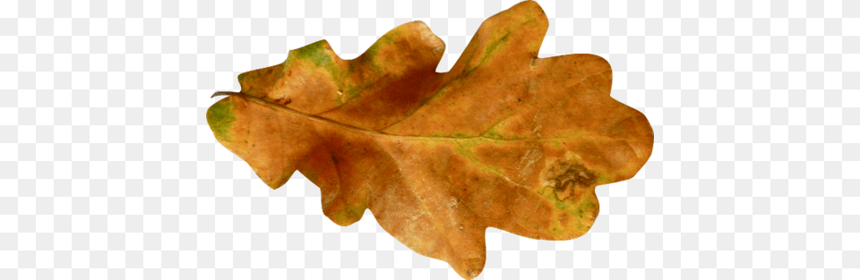 Autumn Leaves, Leaf, Plant, Tree Free Transparent Png