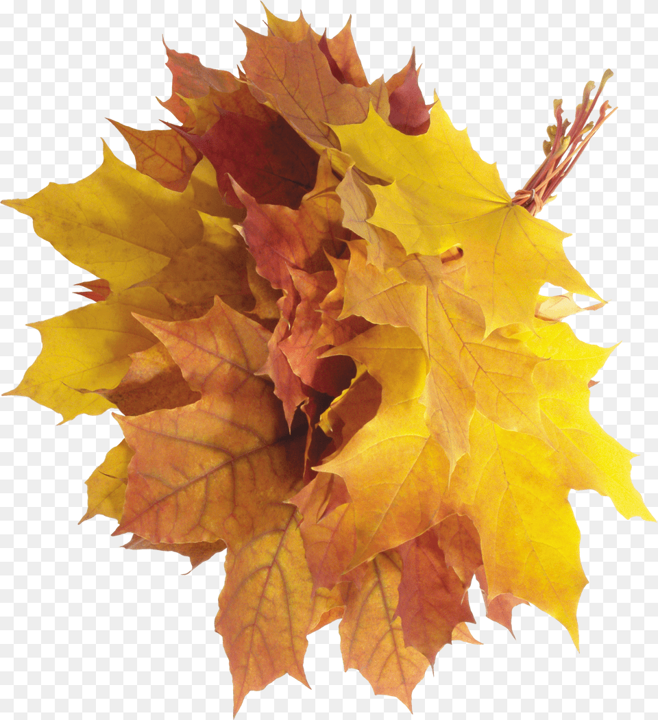 Autumn Leaves Free Transparent Png