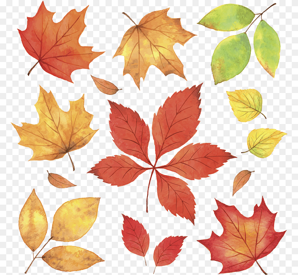 Autumn Leaves, Leaf, Plant, Tree, Maple Png