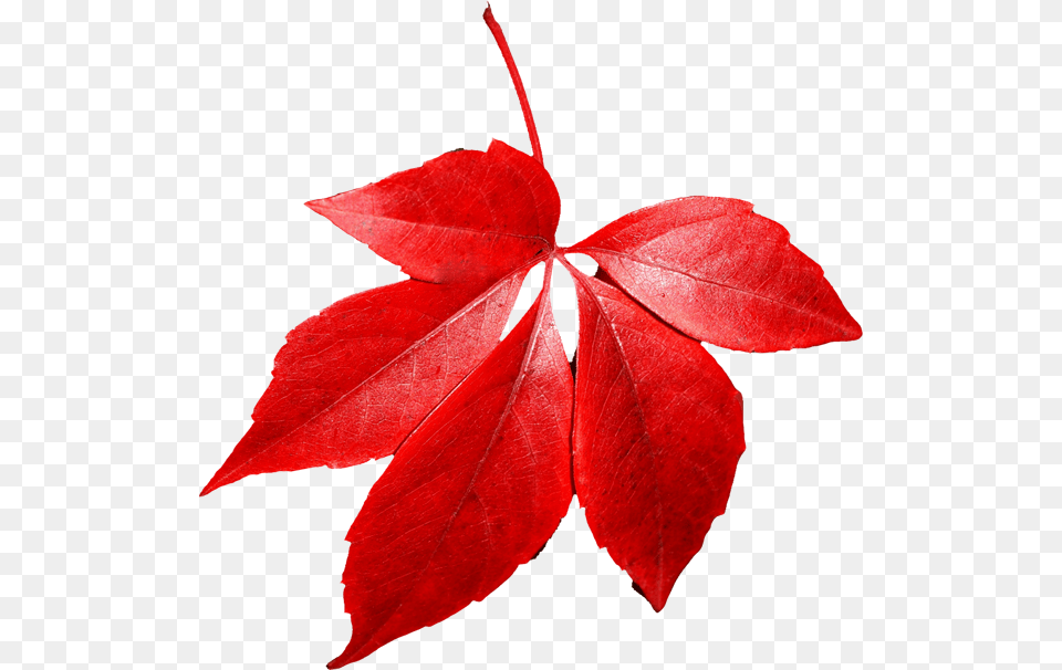 Autumn Leaves, Leaf, Plant, Tree Png Image