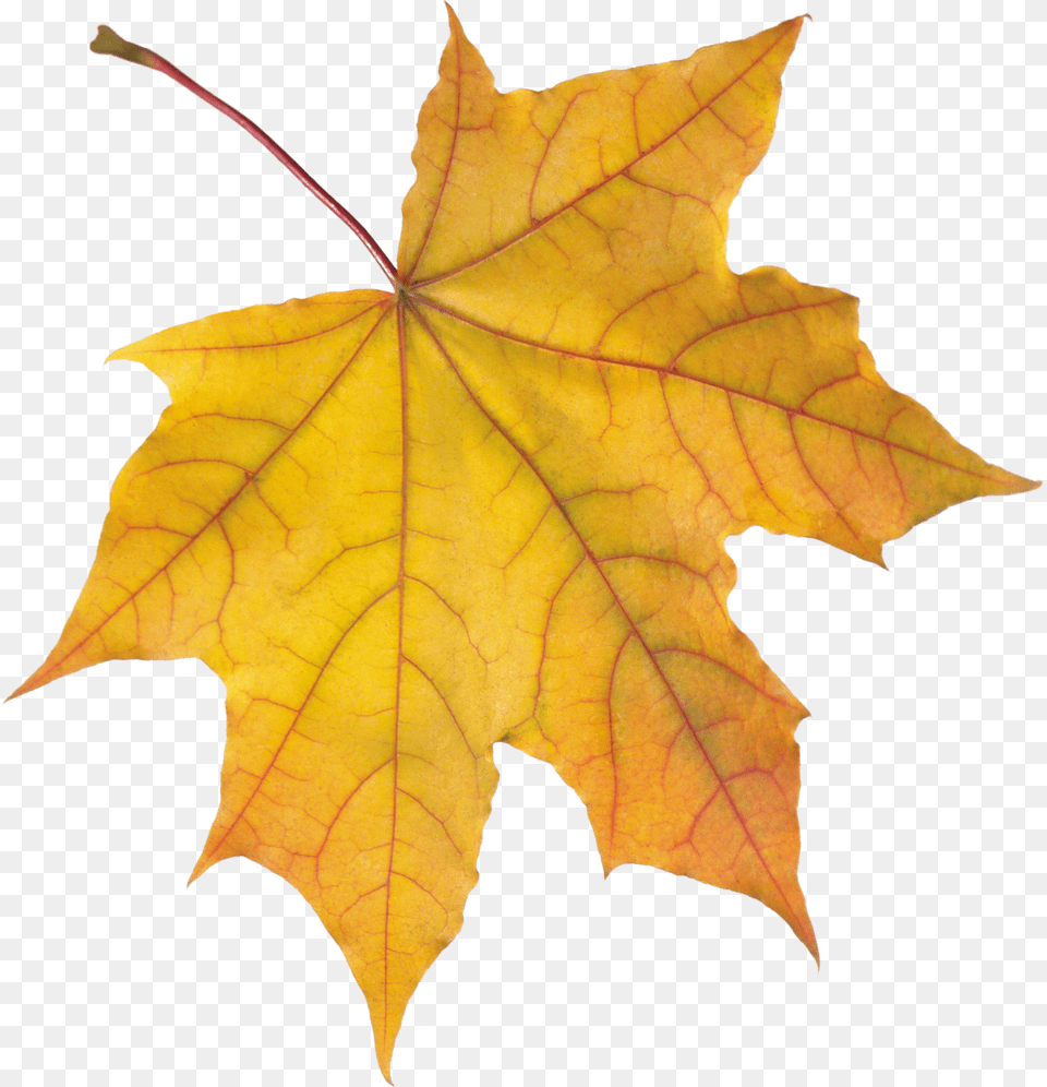 Autumn Leaves, Leaf, Plant, Tree, Maple Free Transparent Png
