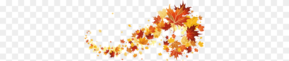 Autumn Leaves, Leaf, Plant, Tree, Maple Free Png