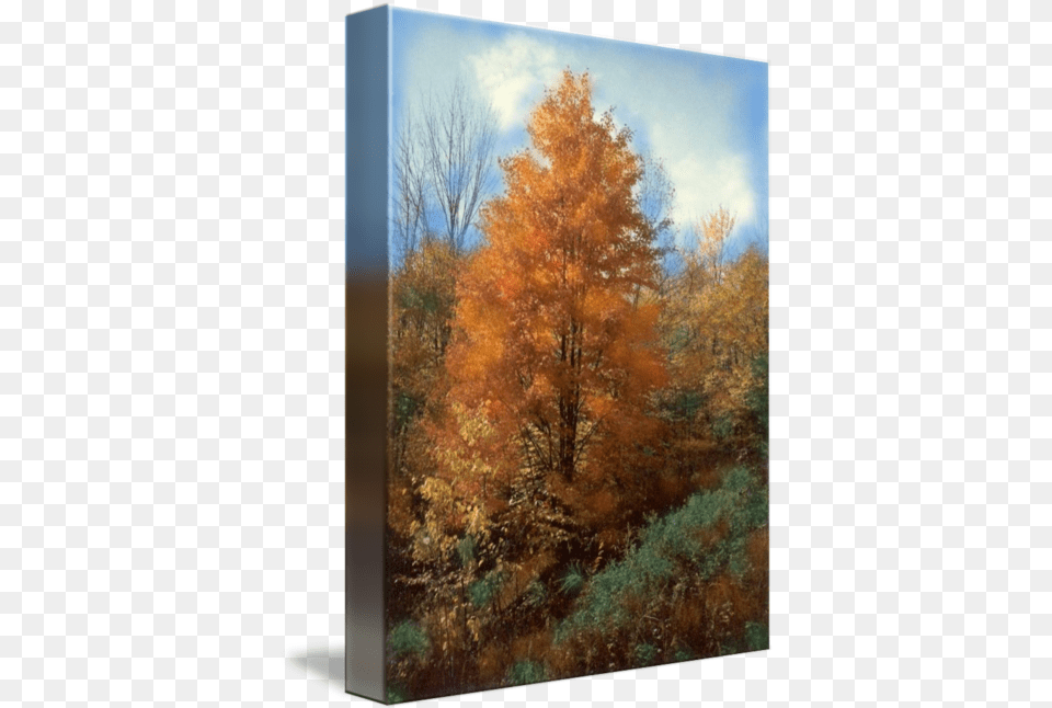 Autumn Leaves Art Print Fall Trees Forest By Wanda Edwards Grove, Vegetation, Tree, Plant, Painting Free Png