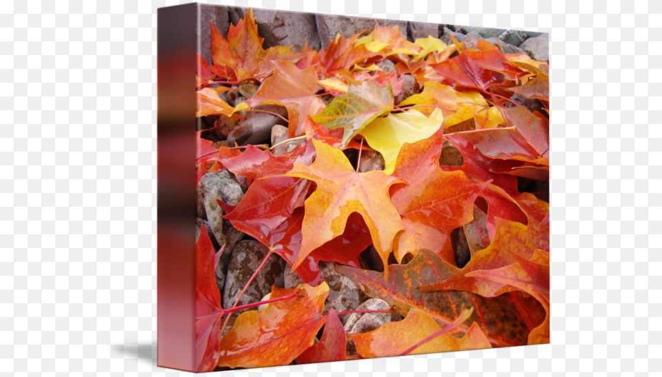 Autumn Leaves Art Prints Red Orange Yel Maple Leaf, Plant, Tree, Maple Leaf Free Transparent Png
