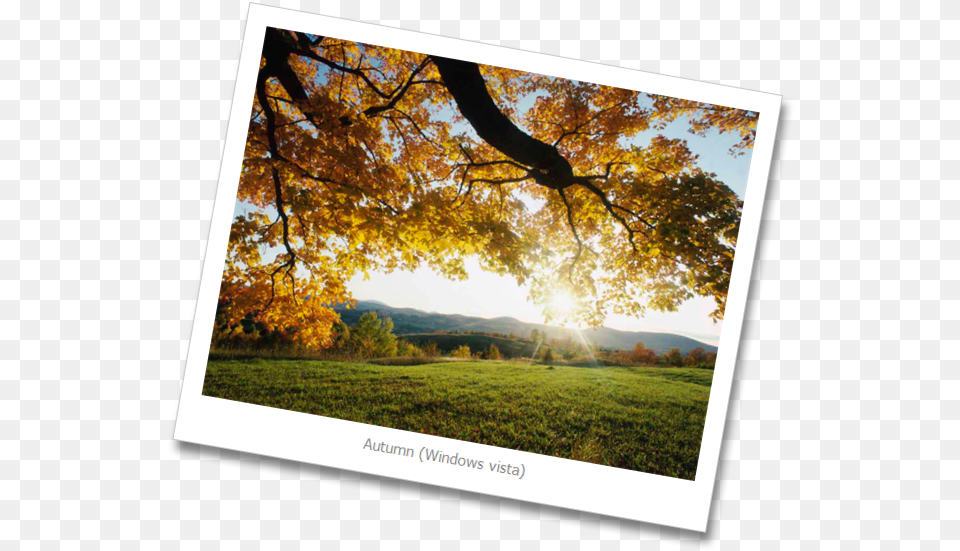 Autumn Leaves Autumn Leaves, Nature, Plant, Landscape, Sky Png Image