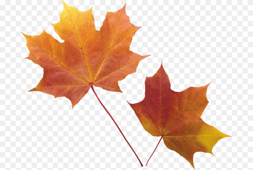 Autumn Leaves Background Leaf Transparent Clear Background Transparent Fall Leaves, Maple, Plant, Tree, Maple Leaf Free Png