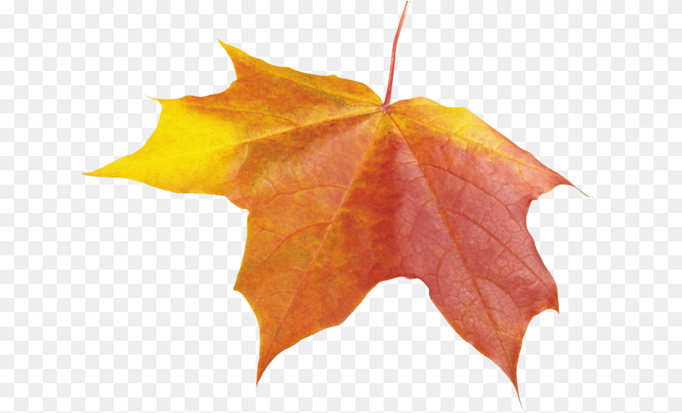 Autumn Leaves Background Leaf Transparent Leaves Fall Winter, Plant, Tree, Maple, Maple Leaf Png Image