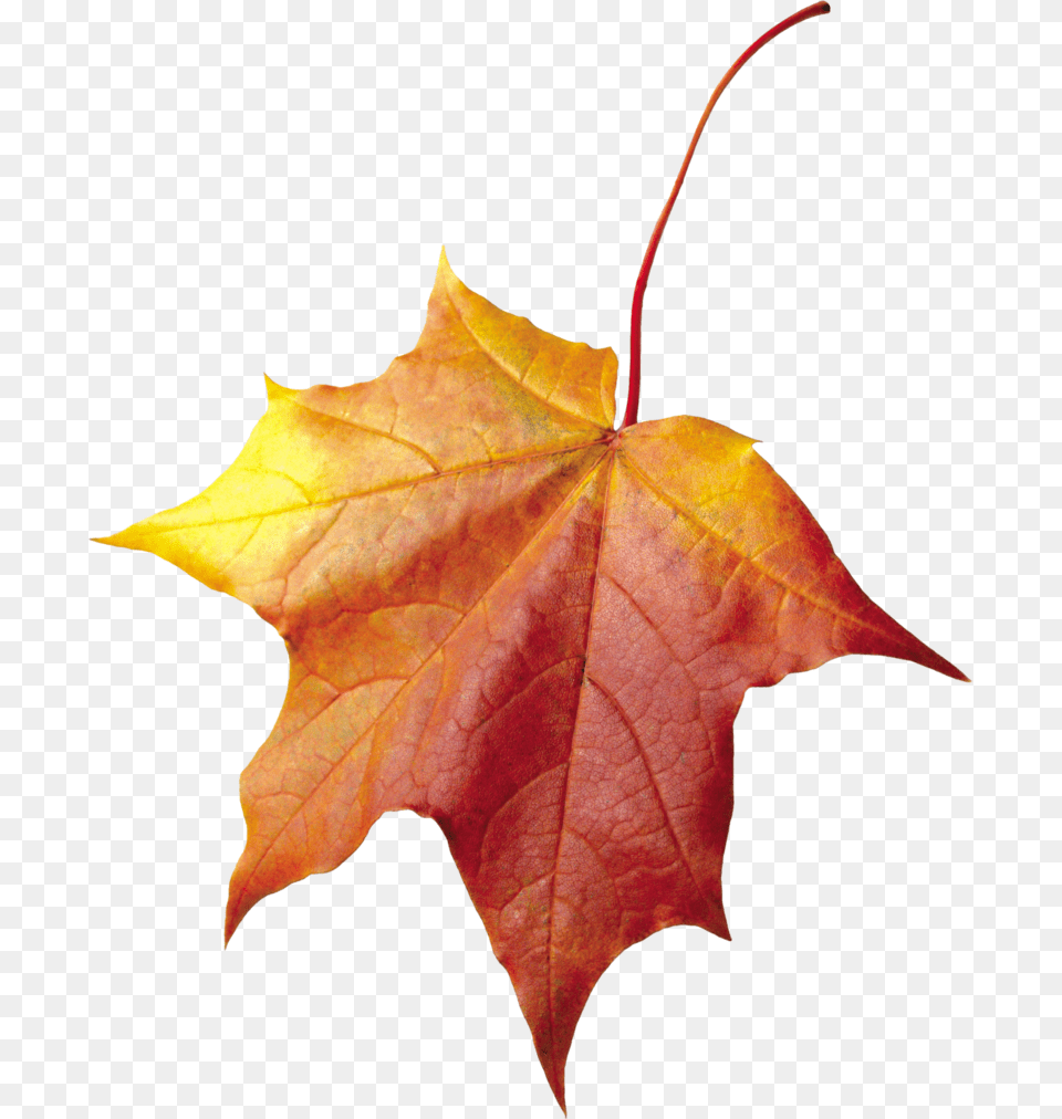 Autumn Leaves Background Leaf Maple Leaf Cross Stitch Pattern, Plant, Tree, Maple Leaf Free Transparent Png