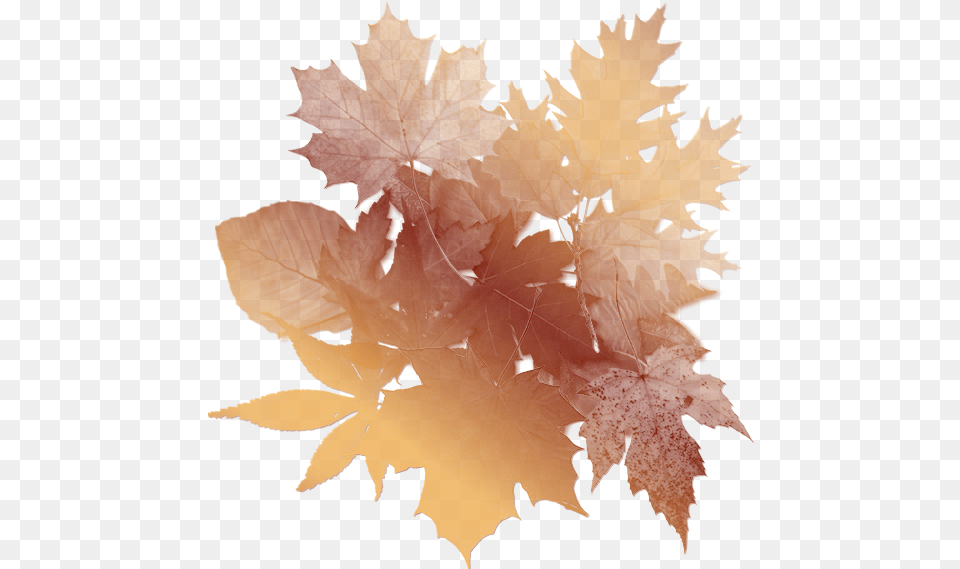 Autumn Leaves Background Oak Tree Leaf, Plant, Maple Leaf, Person, Maple Png Image