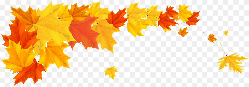 Autumn Leaves Border, Leaf, Plant, Tree, Maple Free Transparent Png