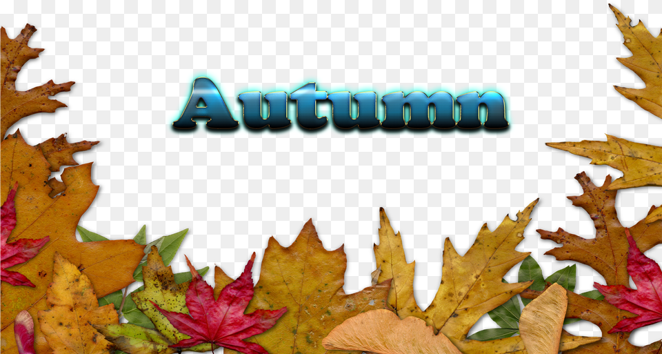 Autumn Leaves Border Transparent, Leaf, Plant, Tree, Maple Free Png