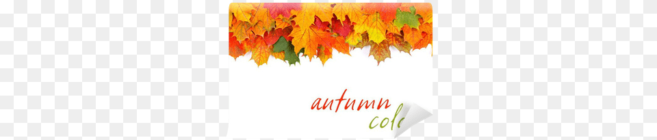 Autumn Leaves Border Wall Mural U2022 Pixers We Live To Change Horizontal, Leaf, Plant, Tree, Maple Free Transparent Png