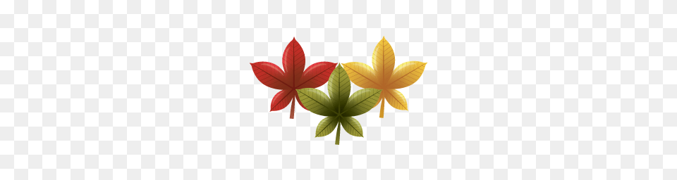 Autumn Leaves Chinese Red Maple Leaf, Plant, Tree, Animal, Fish Free Png