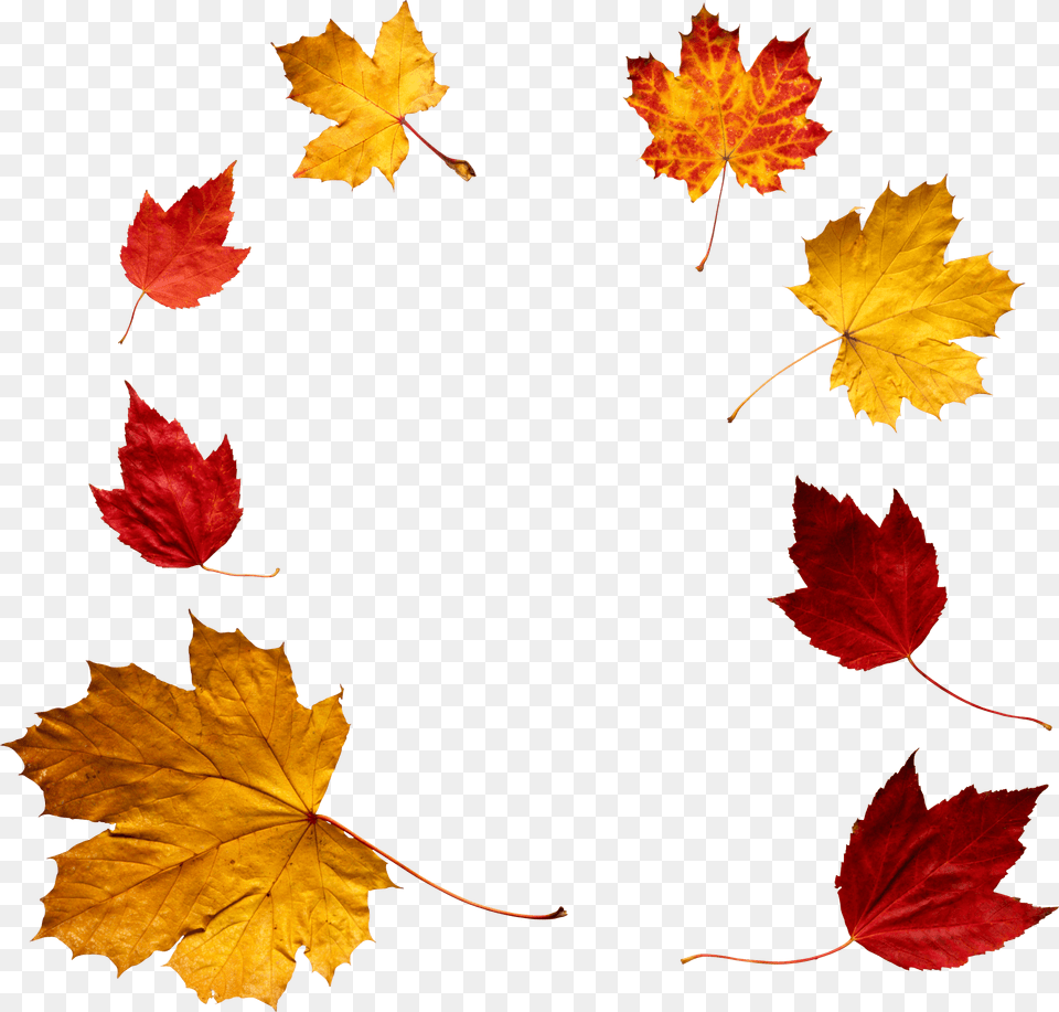 Autumn Leaves Circle, Leaf, Maple, Plant, Tree Free Transparent Png