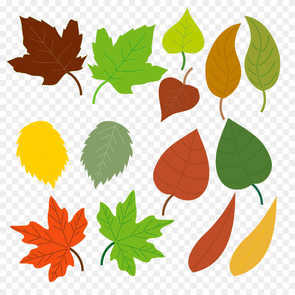 Autumn Leaves Clipart, Leaf, Plant, Tree Free Png Download