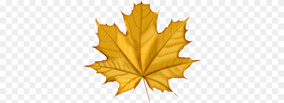 Autumn Leaves Clipart, Leaf, Plant, Tree, Maple Leaf Free Transparent Png