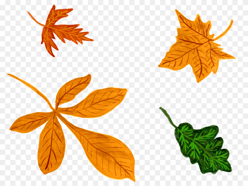 Autumn Leaves Clipart, Leaf, Plant, Tree, Maple Png Image