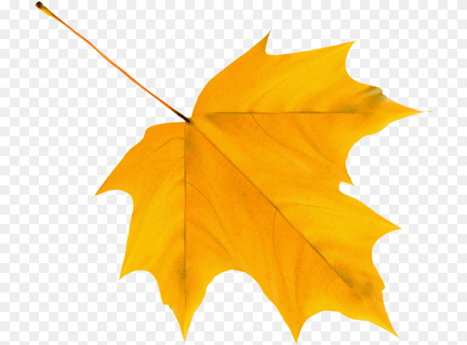 Autumn Leaves Clipart, Leaf, Plant, Tree, Maple Leaf Png Image