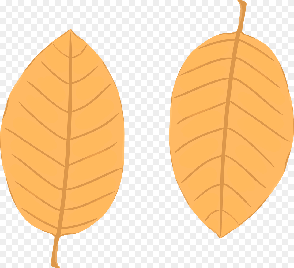 Autumn Leaves Clipart, Leaf, Plant, Tobacco, Vegetation Free Transparent Png