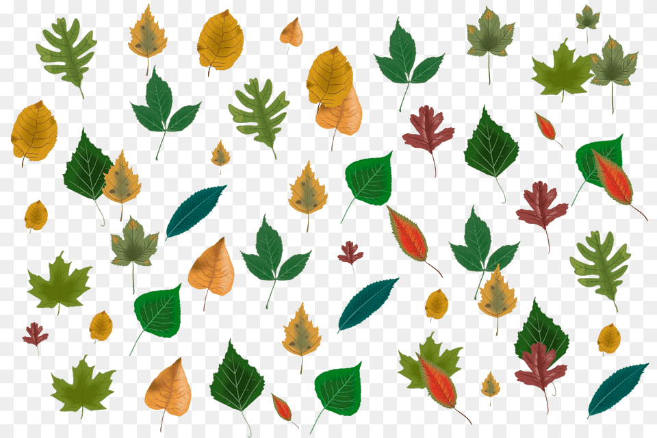 Autumn Leaves Clipart, Leaf, Plant, Tree, Vegetation Free Png