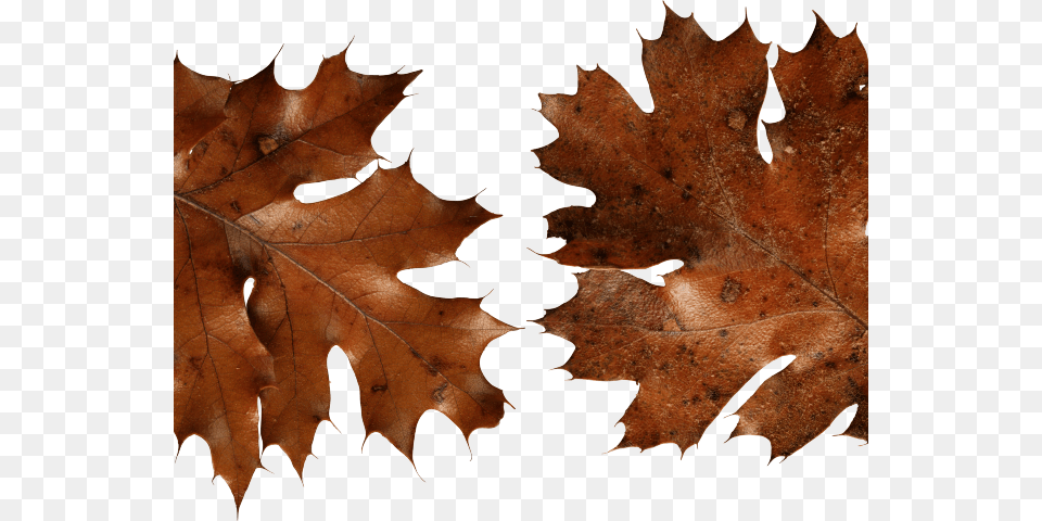 Autumn Leaves Clipart Dry Leave Autumn Leaf Brown, Plant, Tree, Maple, Maple Leaf Free Png Download