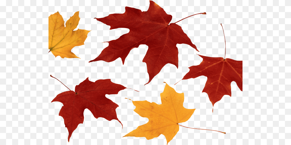 Autumn Leaves Clipart Dry Leave Read The Bible In Changing Times Understanding And, Leaf, Maple, Plant, Tree Png Image