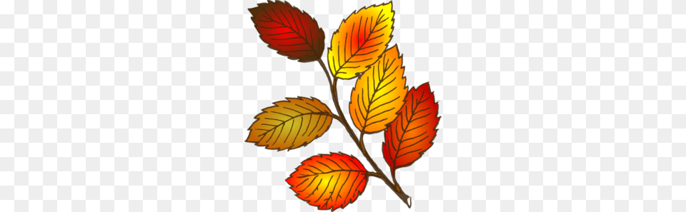Autumn Leaves Clipart Explore Pictures, Leaf, Plant, Tree, Face Free Png Download