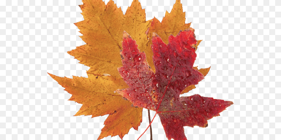 Autumn Leaves Clipart Green Fall Leaf Real Blue Maple Leaf, Plant, Tree, Maple Leaf Free Transparent Png