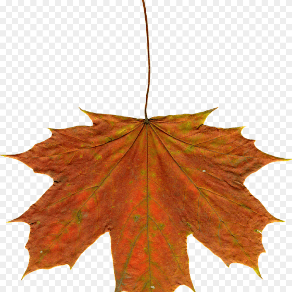 Autumn Leaves Clipart Heart Clipart House Clipart Online Leaf, Plant, Tree, Maple Free Png Download