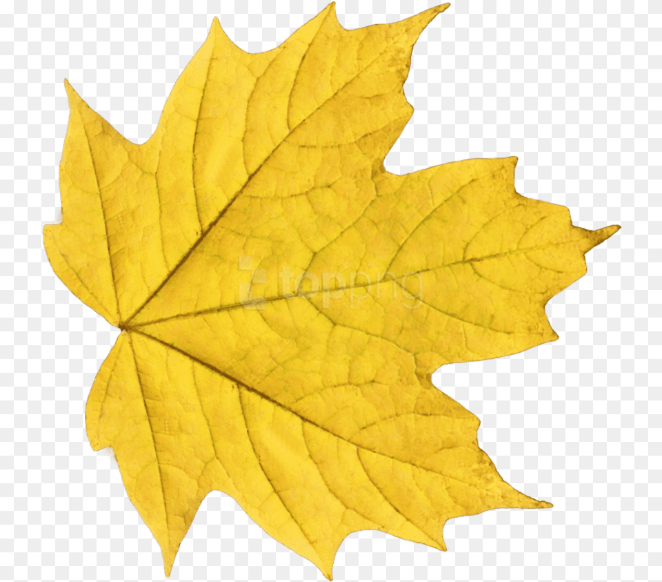 Autumn Leaves Clipart Photo Yellow Leaf, Plant, Tree, Maple Leaf, Maple Free Png Download