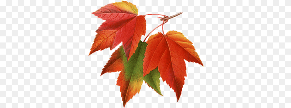 Autumn Leaves Clipart Photos Transparentpng Maple Leaves Transparent Background, Leaf, Plant, Tree Png