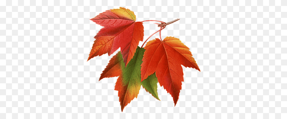 Autumn Leaves Clipart Photos, Leaf, Maple, Plant, Tree Free Transparent Png