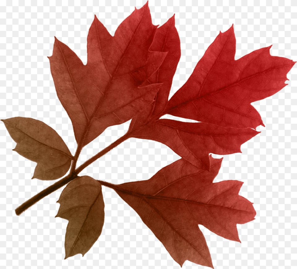 Autumn Leaves Clipart Red Leaves Transparent Background, Leaf, Plant, Tree, Maple Free Png