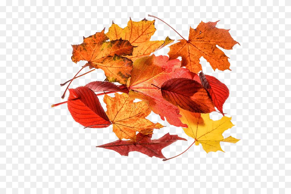 Autumn Leaves Collection, Leaf, Maple, Plant, Tree Free Png