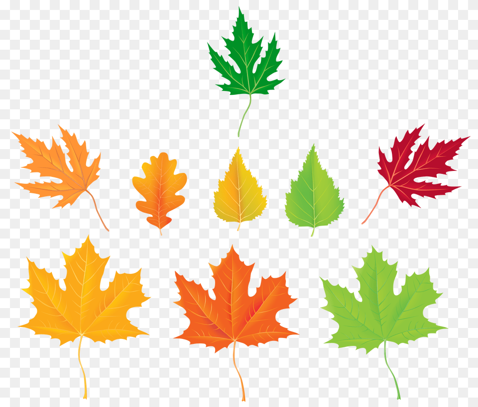 Autumn Leaves Collection Clipart, Leaf, Plant, Tree, Maple Leaf Free Transparent Png