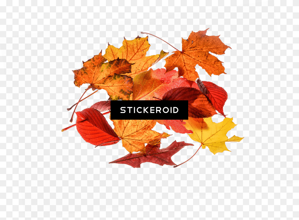Autumn Leaves Collection Portable Network Graphics, Leaf, Plant, Tree, Maple Free Png Download