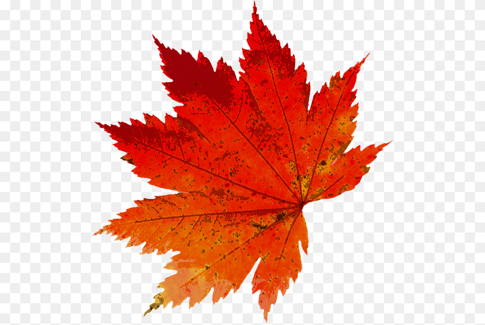 Autumn Leaves Color Free On Pixabay Autumn Leaf Photography, Maple, Plant, Tree, Maple Leaf Png