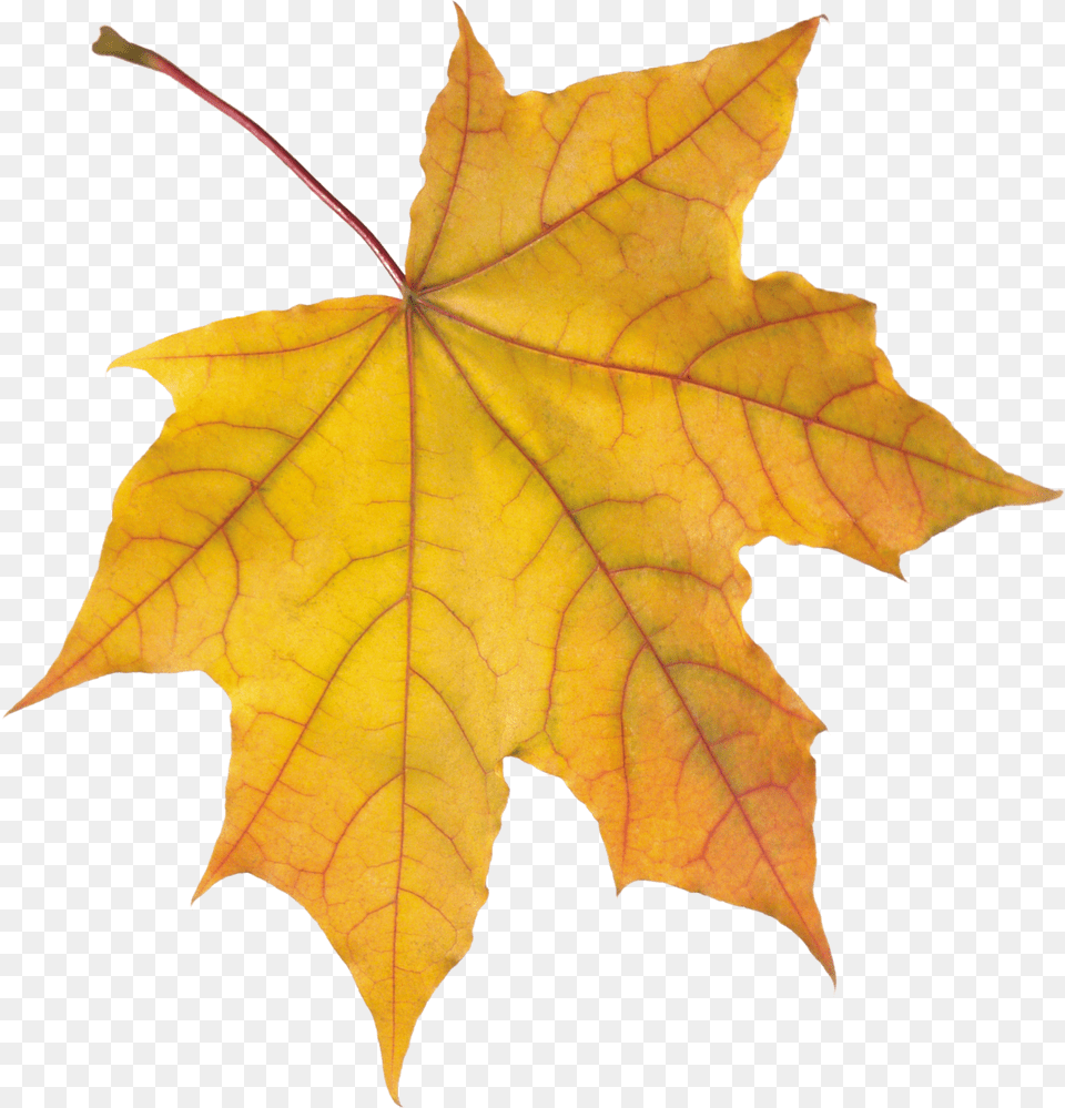 Autumn Leaves Colours Of Autum Leaves Free Transparent Png