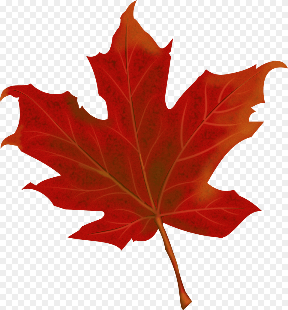Autumn Leaves Fall Maple Leaf Transparent, Plant, Tree, Maple Leaf Free Png