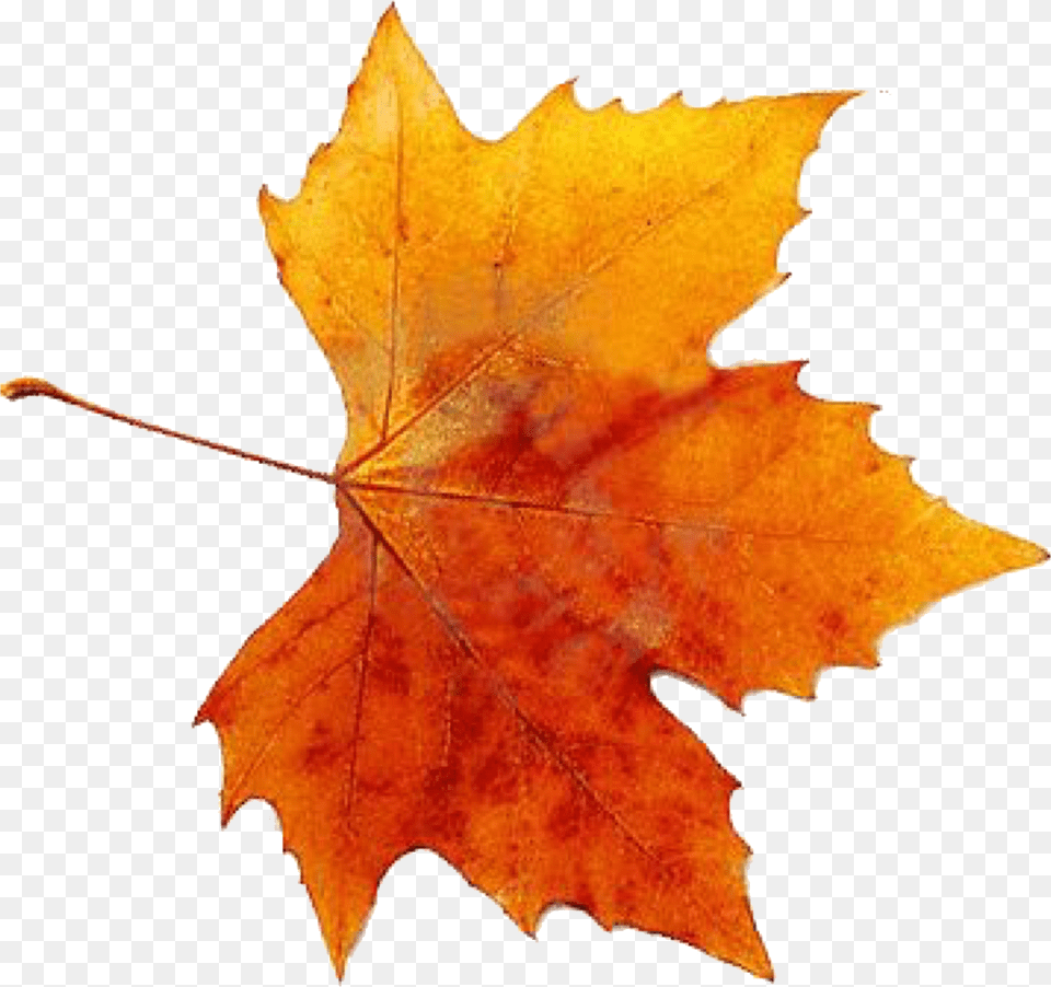 Autumn Leaves Fallen Autumn Leave, Leaf, Plant, Tree, Maple Leaf Png