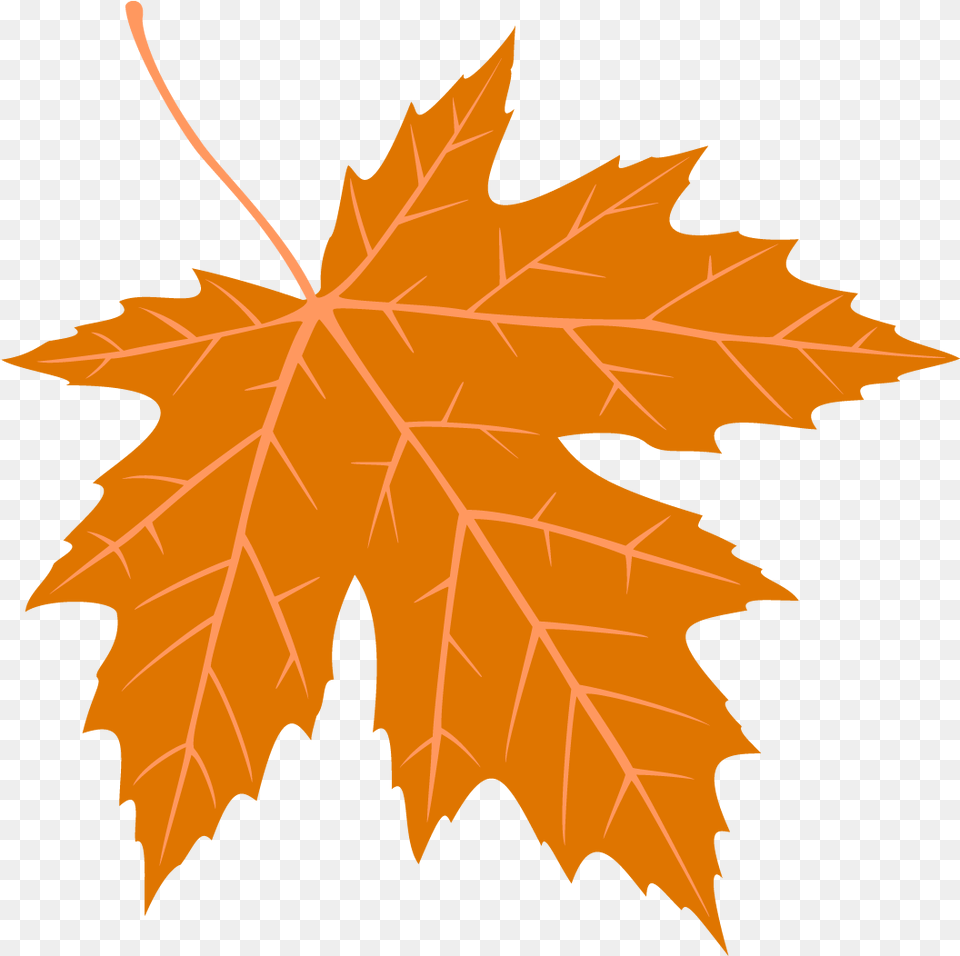 Autumn Leaves Falling, Leaf, Plant, Tree, Maple Leaf Png