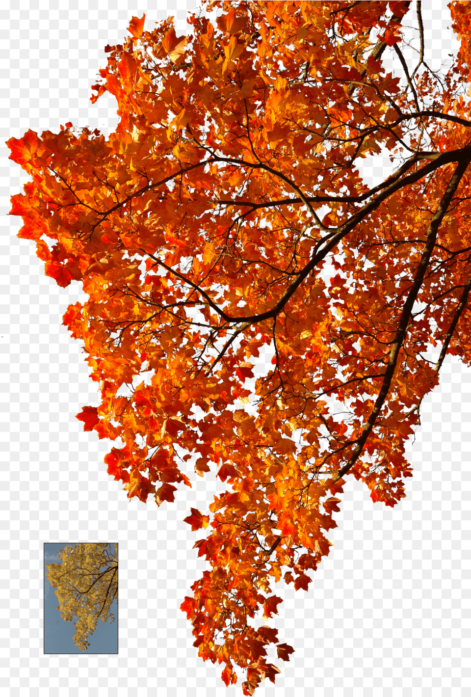 Autumn Leaves Falling Clipart Stock Transparent Autumn Autumn Leaves Tree, Leaf, Maple, Plant, Chandelier Png Image
