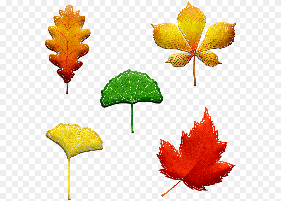 Autumn Leaves Felted And Stitched Leaves Fall Tree Leaf, Plant, Maple Leaf, Maple Free Png